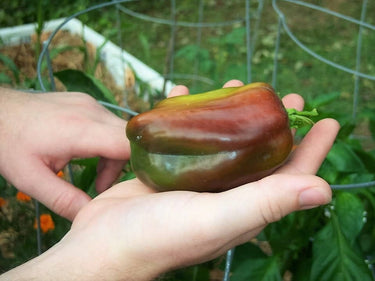 30 CHOCOLATE BEAUTY Bell PEPPER Sweet Brown Capsicum Annuum Vegetable Seeds